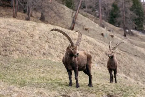 Ferien in Pontresina